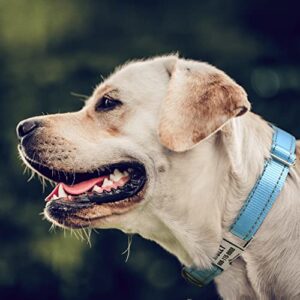 Personalized Nylon Dog Collars with Laser Engraved Name Plate, Buckle Closure, and Reflective Threads