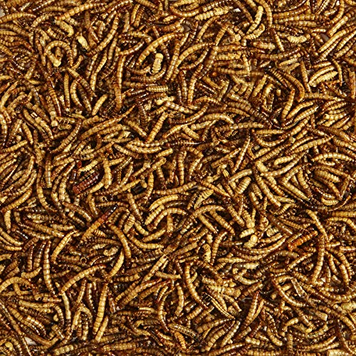 Kaytee Wild Bird Food Mealworms For Bluebirds, Wrens, Robins, Chickadees, Woodpeckers, Cardinals & Chickens, 17.6 Ounce