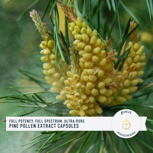 Pine Pollen Extract Capsules — Adaptogenic, Phytosterols, Endocrine Health Support — Highest Potency, Ultra-Pure Extract — Men & Women — No Fillers, Never Irradiated, Vegan, Non-GMO — 120 Count