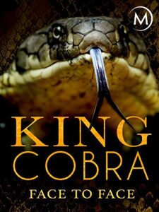 king cobra: face to face