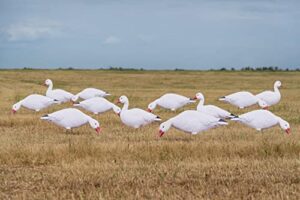 avery pro-grade silhouette decoys canada snow goose – 7002