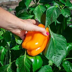 Rainbow Blend Sweet Bell Pepper Seeds, 50+ Heirloom Seeds Per Packet, (Isla's Garden Seeds), Non GMO Seeds