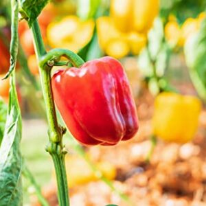 Rainbow Blend Sweet Bell Pepper Seeds, 50+ Heirloom Seeds Per Packet, (Isla's Garden Seeds), Non GMO Seeds