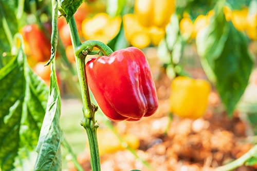 Rainbow Blend Sweet Bell Pepper Seeds, 50+ Heirloom Seeds Per Packet, (Isla's Garden Seeds), Non GMO Seeds