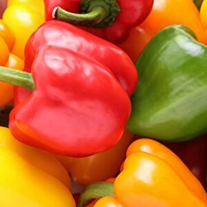 Rainbow Blend Sweet Bell Pepper Seeds, 50+ Heirloom Seeds Per Packet, (Isla's Garden Seeds), Non GMO Seeds