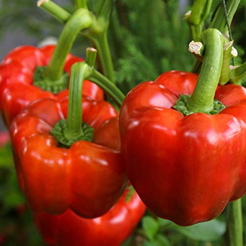 Yolo Wonder L Red Sweet Bell Pepper Seeds for Planting, 100+ Heirloom Seeds Per Packet, (Isla's Garden Seeds), Non GMO Seeds, Botanical Name: Capsicum annuum, Great Home Garden Gift