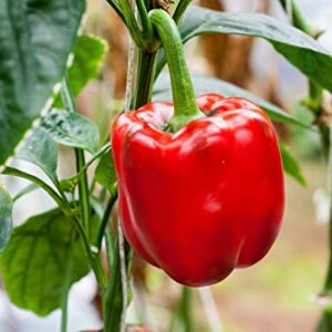 Yolo Wonder L Red Sweet Bell Pepper Seeds for Planting, 100+ Heirloom Seeds Per Packet, (Isla's Garden Seeds), Non GMO Seeds, Botanical Name: Capsicum annuum, Great Home Garden Gift