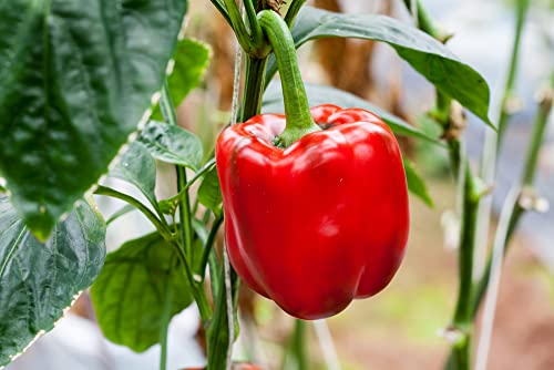 Yolo Wonder L Red Sweet Bell Pepper Seeds for Planting, 100+ Heirloom Seeds Per Packet, (Isla's Garden Seeds), Non GMO Seeds, Botanical Name: Capsicum annuum, Great Home Garden Gift