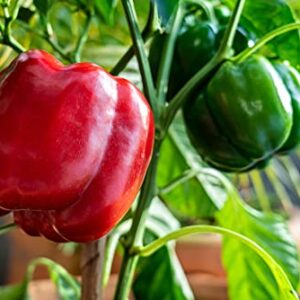 Yolo Wonder L Red Sweet Bell Pepper Seeds for Planting, 100+ Heirloom Seeds Per Packet, (Isla's Garden Seeds), Non GMO Seeds, Botanical Name: Capsicum annuum, Great Home Garden Gift