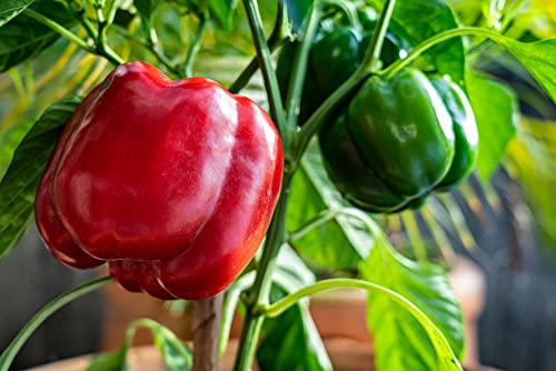 Yolo Wonder L Red Sweet Bell Pepper Seeds for Planting, 100+ Heirloom Seeds Per Packet, (Isla's Garden Seeds), Non GMO Seeds, Botanical Name: Capsicum annuum, Great Home Garden Gift