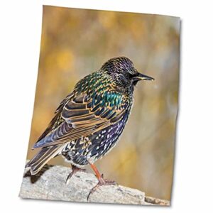 3drose colorado, frisco. starling bird – us06 bja0105 – jaynes gallery – towels (twl-88851-2)