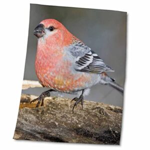 3drose colorado, frisco. pine grosbeak bird – us06 bja0107 – jaynes gallery – towels (twl-88853-2)