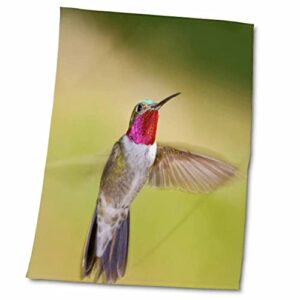 3drose colorado, frisco, hummingbird in flight – us06 bja0084 – jaynes. – towels (twl-88843-2)