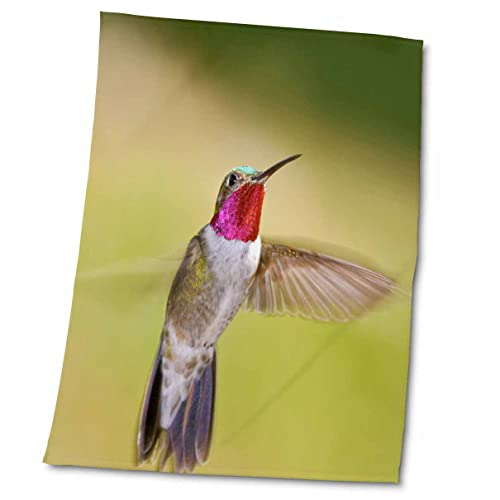 3dRose Colorado, Frisco, hummingbird in flight - US06 BJA0084 - Jaynes. - Towels (twl-88843-2)