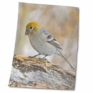 3drose colorado, frisco. pine grosbeak bird – us06 bja0106 – jaynes gallery – towels (twl-88852-2)