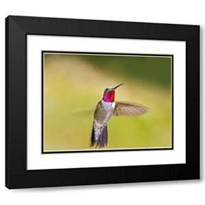 artdirect co, frisco broad-tailed hummingbird in flight 18×13 black modern wood framed with double matting museum art print by lord, fred