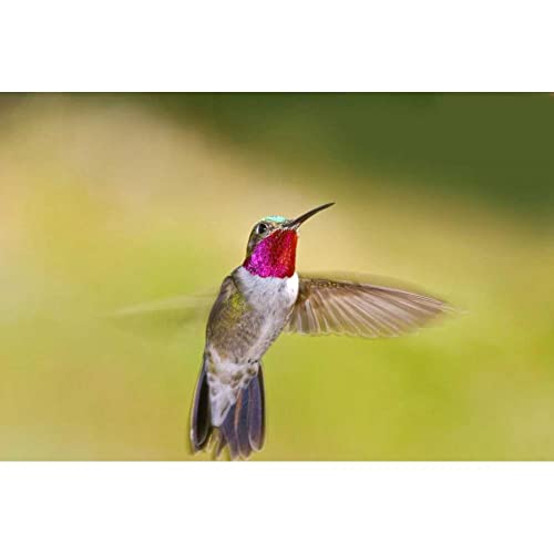ArtDirect CO, Frisco Broad-Tailed Hummingbird in Flight 18x13 Black Modern Wood Framed with Double Matting Museum Art Print by Lord, Fred