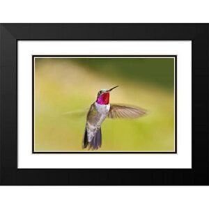 ArtDirect CO, Frisco Broad-Tailed Hummingbird in Flight 18x13 Black Modern Wood Framed with Double Matting Museum Art Print by Lord, Fred
