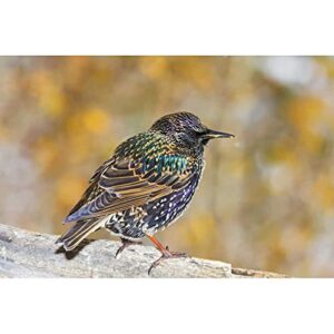 artdirect co, frisco european starling standing on log 48×32 huge unframed art print poster ready for framing by lord, fred
