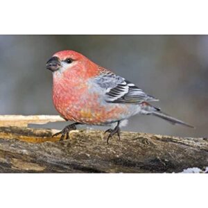 ArtDirect Colorado, Frisco Male Pine Grosbeak Bird on Log 48x32 Huge Unframed Art Print Poster Ready for Framing by Lord, Fred