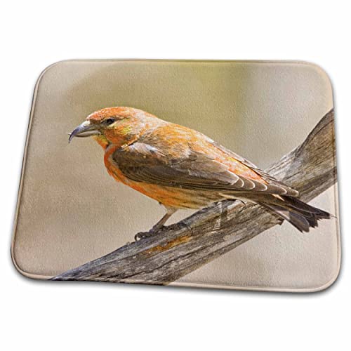 3dRose Colorado, Frisco, red crossbill bird - US06 BJA0078 -. - Dish Drying Mats (ddm-88838-1)