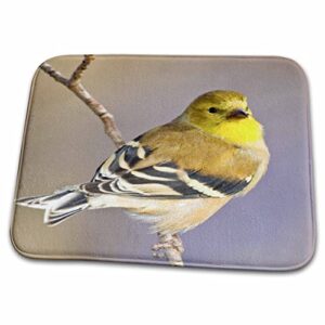3drose colorado, frisco, american goldfinch bird – us06… – bathroom bath rug mats (rug-88837-1)