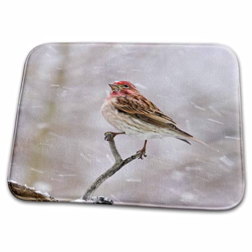 3dRose Colorado, Frisco. Cassins Finch Birds - US06 BJA0081... - Bathroom Bath Rug Mats (rug-88841-1)