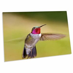 3drose colorado, frisco, hummingbird in flight – us06 bja0084 -. – desk pad place mats (dpd-88843-1)