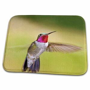 3drose colorado, frisco, hummingbird in flight – us06… – bathroom bath rug mats (rug-88843-1)