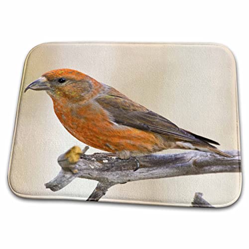 3dRose Colorado, Frisco, red crossbill bird - US06 BJA0083 -. - Dish Drying Mats (ddm-88842-1)