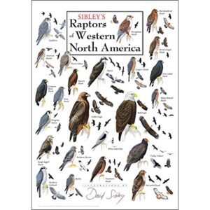 poster – sibley’s raptors of western north america