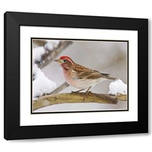 ArtDirect CO, Frisco Cassins Finch Perched on Branch 18x13 Black Modern Wood Framed with Double Matting Museum Art Print by Lord, Fred