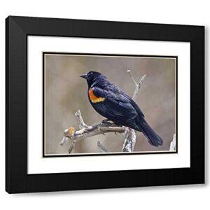 artdirect co, frisco portrait of male red-winged blackbird 18×13 black modern wood framed with double matting museum art print by lord, fred