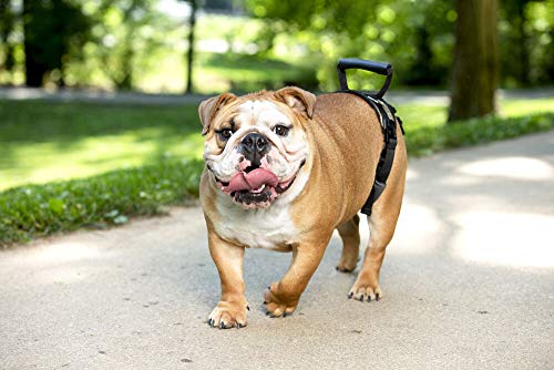 PetSafe CareLift Rear Support Harness - Lifting Aid with Handle and Shoulder Strap - Great for Pet Mobility and Older Dogs - Comfortable, Breathable Material - Easy to Adjust - Medium, Black