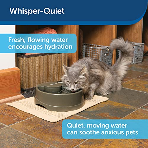 PetSafe Current Pet Water Fountain - Circulating Drinking Fountain for Cats and Dogs - Forest, Medium, 80 oz Capacity Water Dispenser - Carbon Filter Included - Easy to Clean Design