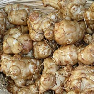 Jerusalem Artichoke Early Dwarf Sunray Variety, Sunchoke Sunroot Individual Tubers for Planting, 5 Tubers for Planting