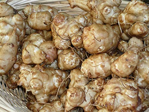 Jerusalem Artichoke Early Dwarf Sunray Variety, Sunchoke Sunroot Individual Tubers for Planting, 5 Tubers for Planting