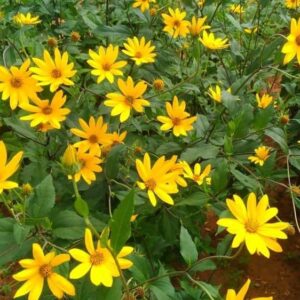 Jerusalem Artichoke Early Dwarf Sunray Variety, Sunchoke Sunroot Individual Tubers for Planting, 5 Tubers for Planting