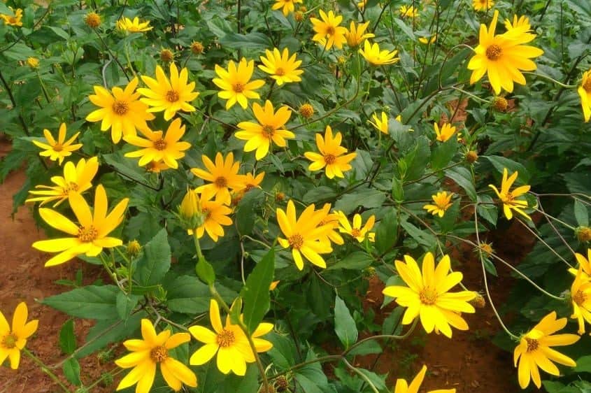 Jerusalem Artichoke Early Dwarf Sunray Variety, Sunchoke Sunroot Individual Tubers for Planting, 5 Tubers for Planting