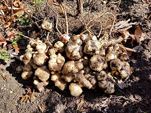 Jerusalem Artichoke Early Dwarf Sunray Variety, Sunchoke Sunroot Individual Tubers for Planting, 5 Tubers for Planting