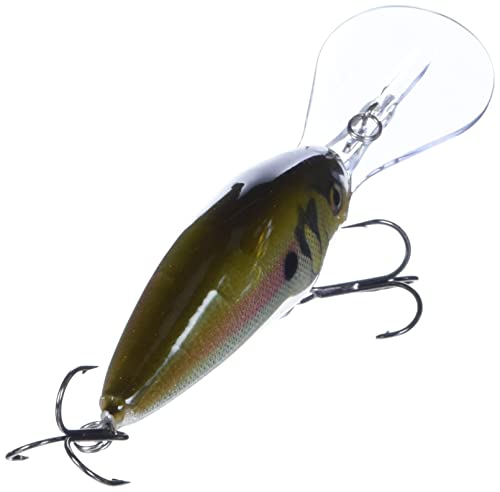 Rapala Dives-to 16 Live DT16RSL: Dives-to 16 Live River Shad, One Size