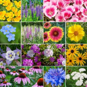 deer resistant wildflower seed mix – 1/4 pound – mixed wildflower seeds, attracts bees, attracts butterflies, attracts hummingbirds, attracts pollinators, easy to grow & maintain, cut flower garden