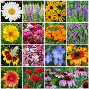 all perennial wildflower seed mix – 1 pound – mixed wildflower seeds, attracts bees, attracts butterflies, attracts hummingbirds, attracts pollinators, easy to grow & maintain, container garden