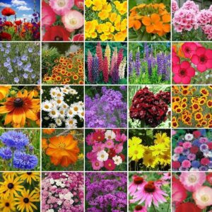 Northeast Wildflower Seed Mix - 1/4 Pound - Mixed Wildflower Seeds, Attracts Bees, Attracts Butterflies, Attracts Hummingbirds, Attracts Pollinators, Easy to Grow & Maintain, Cut Flower Garden
