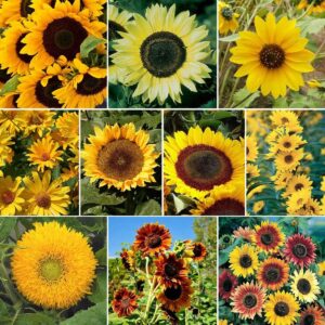 Sunny - Sunflower Seed Mix - 1 Pound - Mixed Wildflower Seeds, Attracts Bees, Attracts Butterflies, Attracts Hummingbirds, Attracts Pollinators, Easy to Grow & Maintain, Cut Flower Garden