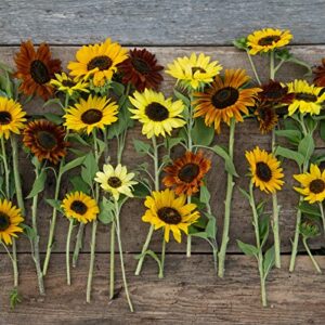 Sunny - Sunflower Seed Mix - 1 Pound - Mixed Wildflower Seeds, Attracts Bees, Attracts Butterflies, Attracts Hummingbirds, Attracts Pollinators, Easy to Grow & Maintain, Cut Flower Garden