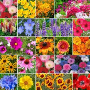burst of bloom annual & perennial wildflower seed mix – 1 pound – mixed wildflower seeds, attracts bees, attracts butterflies, attracts hummingbirds, attracts pollinators, easy to grow & maintain
