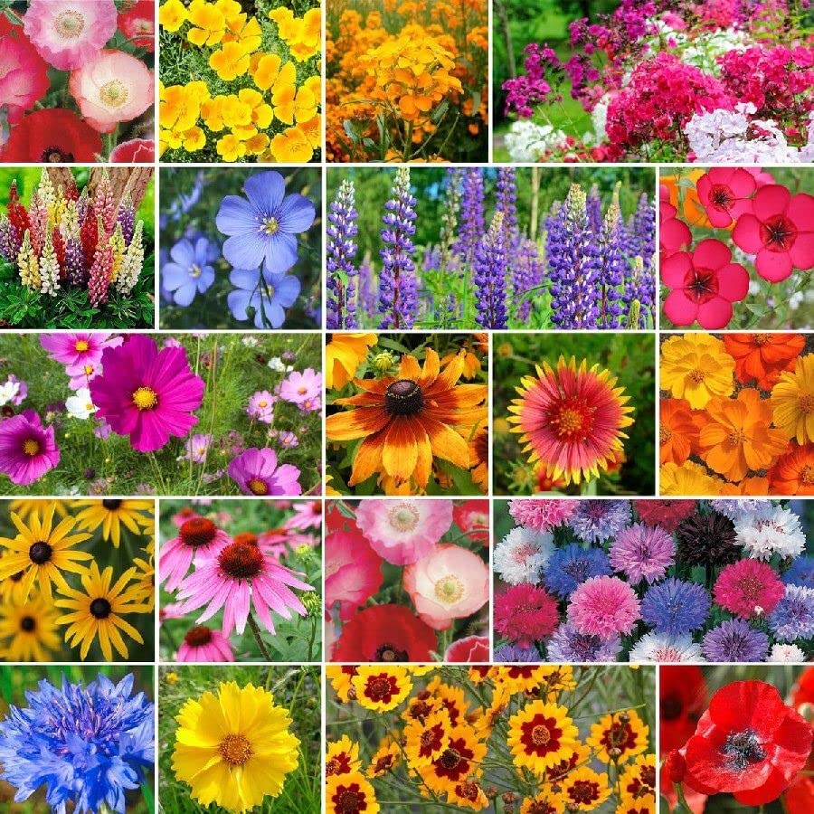 Burst of Bloom Annual & Perennial Wildflower Seed Mix - 1 Pound - Mixed Wildflower Seeds, Attracts Bees, Attracts Butterflies, Attracts Hummingbirds, Attracts Pollinators, Easy to Grow & Maintain