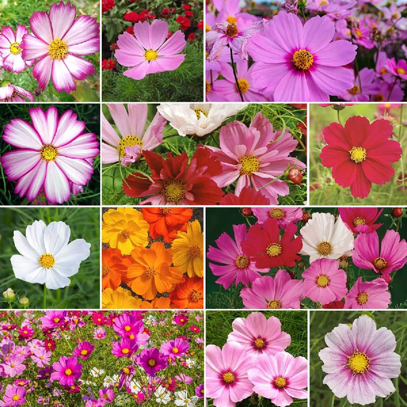 Crazy for Cosmos - Cosmos Flower Seed Mix - 1/4 Pound - Mixed Wildflower Seeds, Attracts Bees, Attracts Butterflies, Attracts Hummingbirds, Attracts Pollinators, Easy to Grow & Maintain, Container