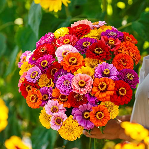 Zinnia Seeds - California Giants - 1 Ounce - Red/Pink/Orange Flower Seeds, Open Pollinated Seed Attracts Bees, Attracts Butterflies, Attracts Hummingbirds, Attracts Pollinators